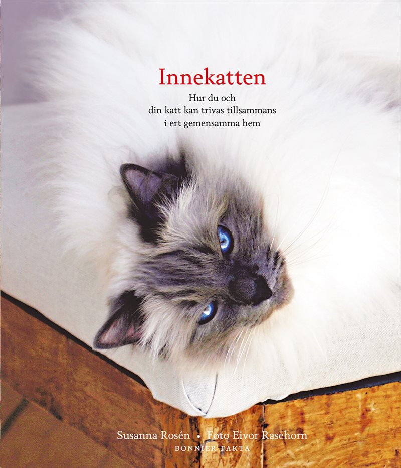 Innekatten - hur du och din katt kan trivas tillsammans i ert gemensamma hem